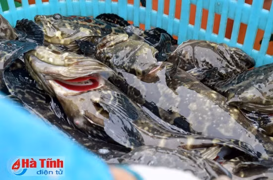 Cá mú đã đến kỳ thu hoạch có trọng lượng 1-1,2 kg/con
