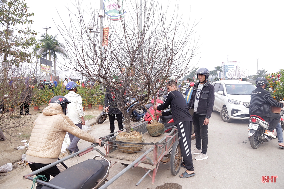 Hà Tĩnh: Nhiều người tìm mua đào, quất giá rẻ chiều 30 tết 