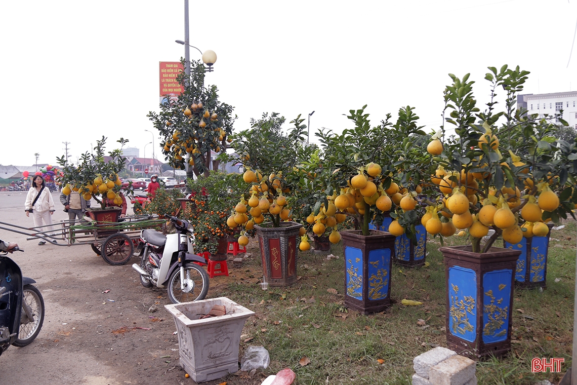 Hà Tĩnh: Nhiều người tìm mua đào, quất giá rẻ chiều 30 tết 