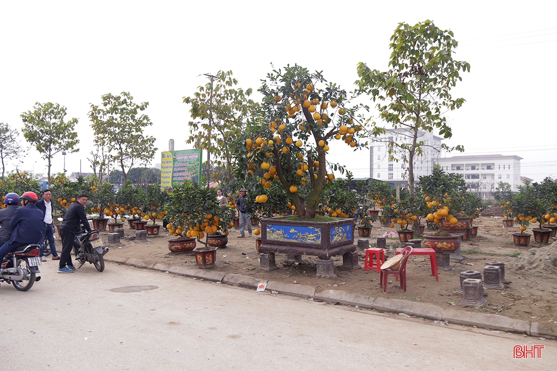 Hà Tĩnh: Nhiều người tìm mua đào, quất giá rẻ chiều 30 tết 