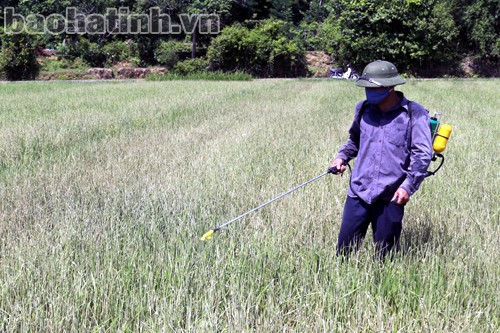 Một số người dân tự ý mua một số loại thuốc ở các cửa hàng, ki ốt bán lẻ ở trên địa bàn về phun cho cây lúa nên hiệu quả không cao