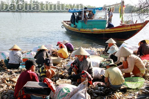 Ngư dân Cẩm Lĩnh (Cẩm Xuyên) được mùa sò mai.