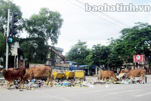 Rác ngập thị xã Hồng Lĩnh