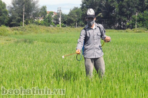 Thời điểm phun phòng trừ lứa sâu thứ 3 theo khuyến cáo của ngành chức năng là 10 - 15/8