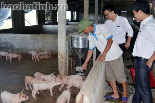 Tổ hợp tác chăn nuôi lợn thôn Đông Trung - Cẩm Bình mở rộng sản xuất nhờ được tiếp cận nguồn vốn lãi suất rẻ.
