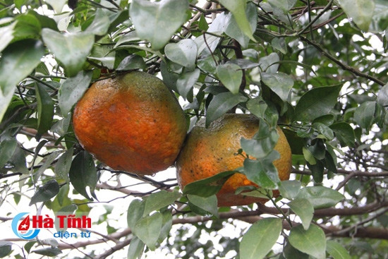 Khi những quả cam trên cành đã bắt đầu chuyển màu đỏ mọng...