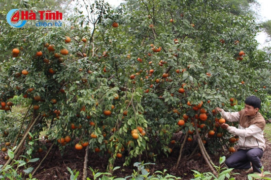 …người trồng cam bắt đầu ra kiểm tra vườn cam để lựa chọn thời điểm thu hoạch đối với từng gốc cam