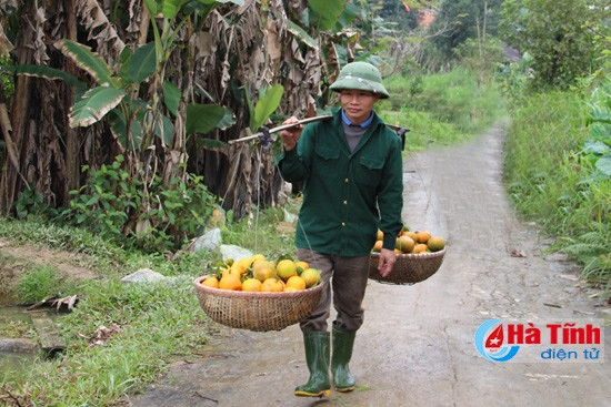 Khi không có người vào vườn mua, người nông dân hái cam xong sẽ gánh ra chợ bán