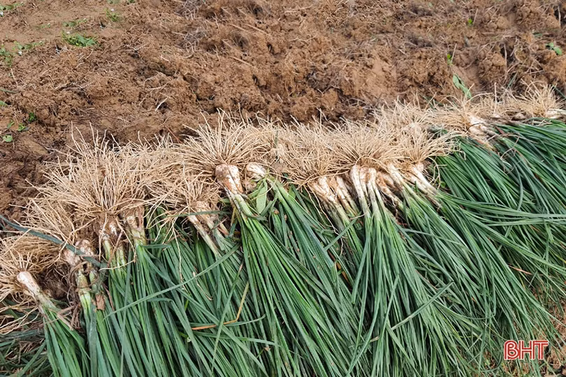 Nhiều sản phẩm đắt hàng, nông dân Kỳ Đồng yên tâm sắm tết