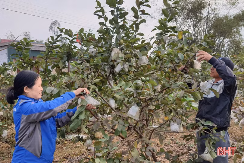 Nhiều sản phẩm đắt hàng, nông dân Kỳ Đồng yên tâm sắm tết