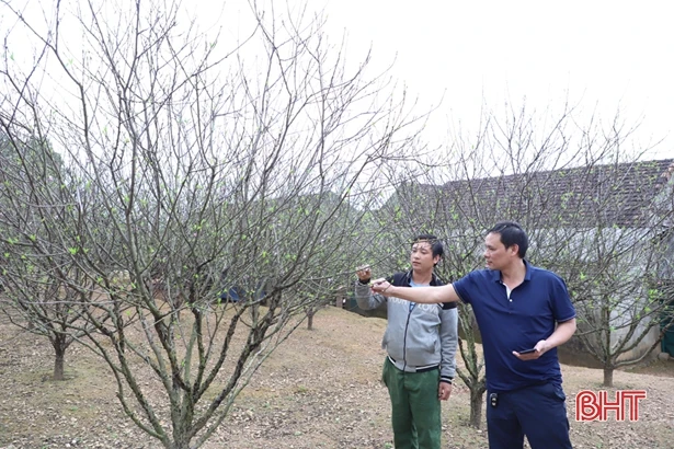 Các chủ vườn ở Hà Tĩnh thấp thỏm vì đào nở sớm