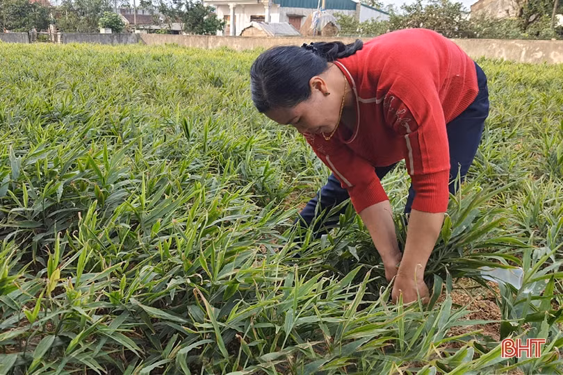 Nhiều sản phẩm đắt hàng, nông dân Kỳ Đồng yên tâm sắm tết