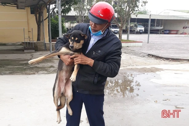 Thu gom hơn 100 con chó từ Hà Tĩnh ra Hà Nội tiêu thụ