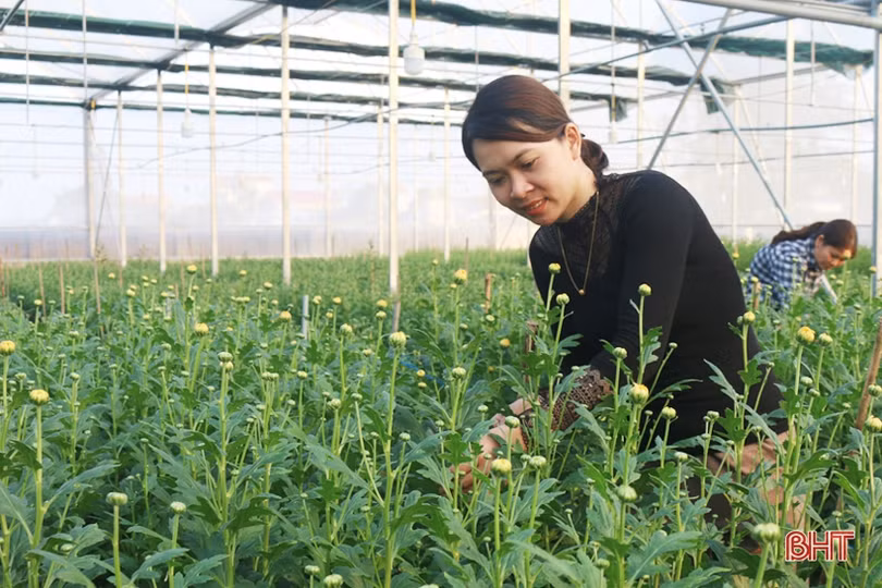 Vườn hoa trong nhà màng hơn ngàn mét vuông ở Hà Tĩnh hứa hẹn bội thu ngày tết