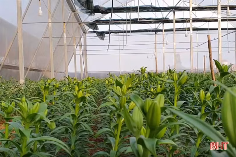 Vườn hoa trong nhà màng hơn ngàn mét vuông ở Hà Tĩnh hứa hẹn bội thu ngày tết