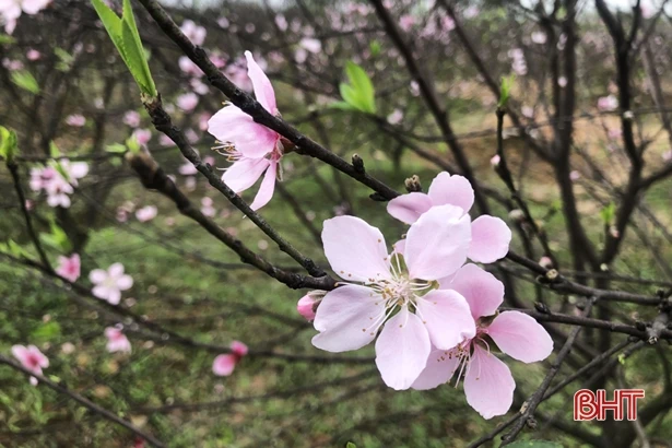 Các chủ vườn ở Hà Tĩnh thấp thỏm vì đào nở sớm