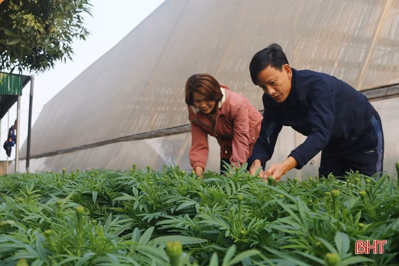Vườn hoa trong nhà màng hơn ngàn mét vuông ở Hà Tĩnh hứa hẹn bội thu ngày tết