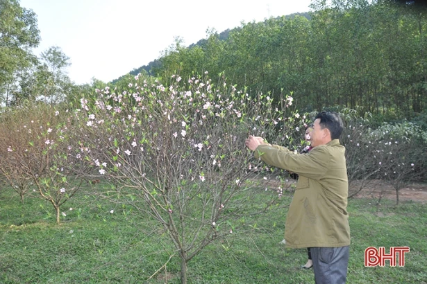 Các chủ vườn ở Hà Tĩnh thấp thỏm vì đào nở sớm