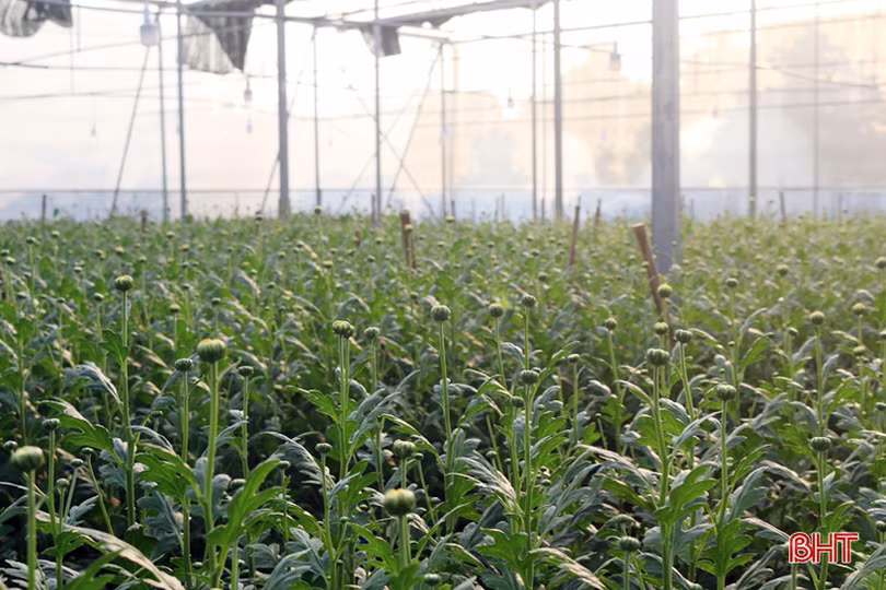 Vườn hoa trong nhà màng hơn ngàn mét vuông ở Hà Tĩnh hứa hẹn bội thu ngày tết