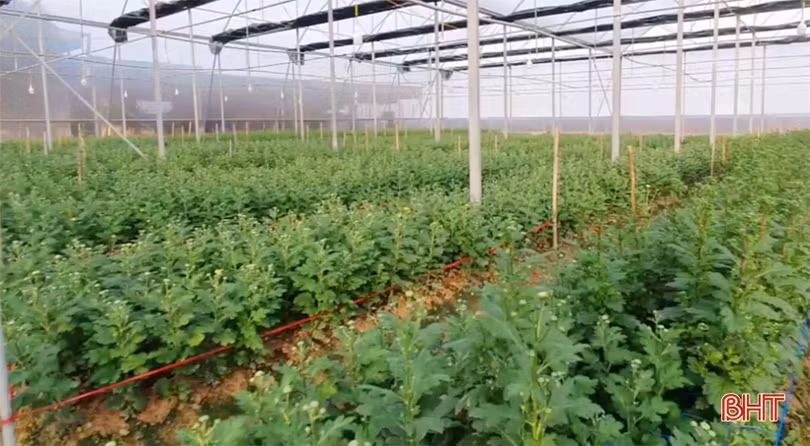 Vườn hoa trong nhà màng hơn ngàn mét vuông ở Hà Tĩnh hứa hẹn bội thu ngày tết