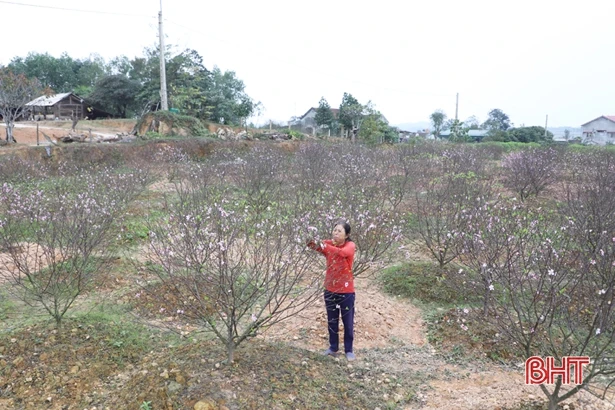 Các chủ vườn ở Hà Tĩnh thấp thỏm vì đào nở sớm
