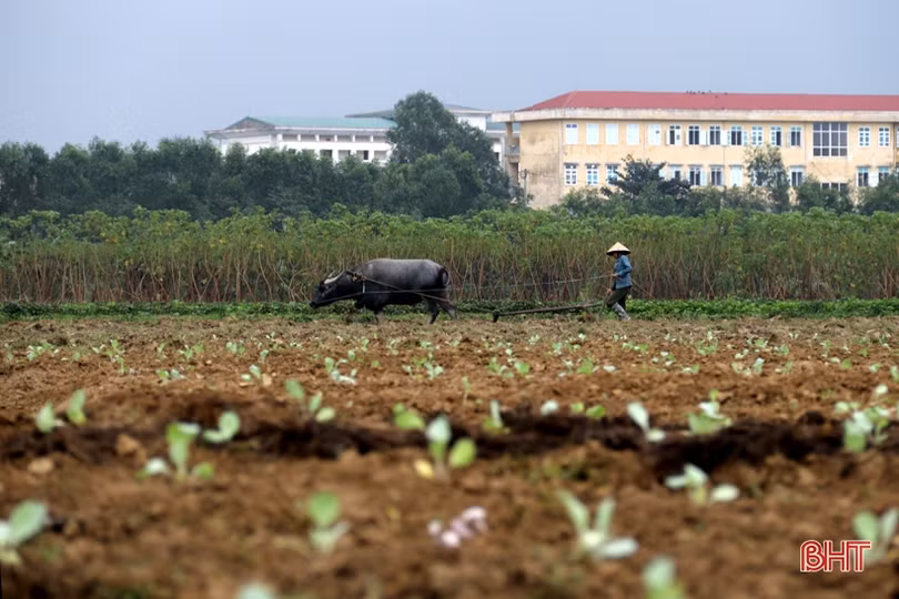 Vựa rau màu TX Kỳ Anh tất bật xuống giống vụ đông