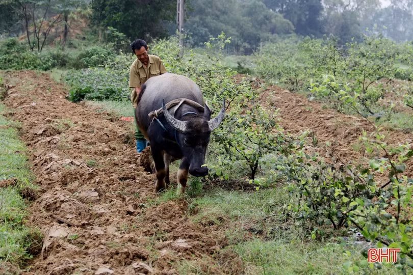 Vựa rau màu TX Kỳ Anh tất bật xuống giống vụ đông