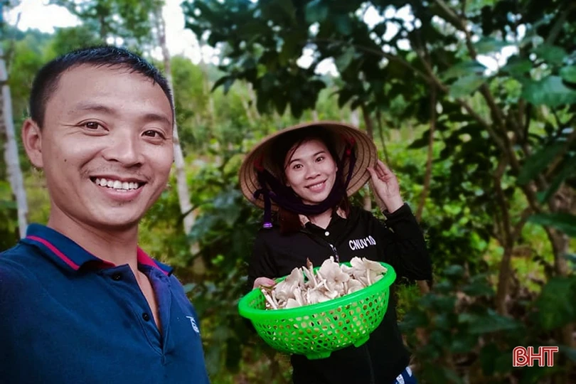 Mùa săn nấm mối ở miền núi Hà Tĩnh