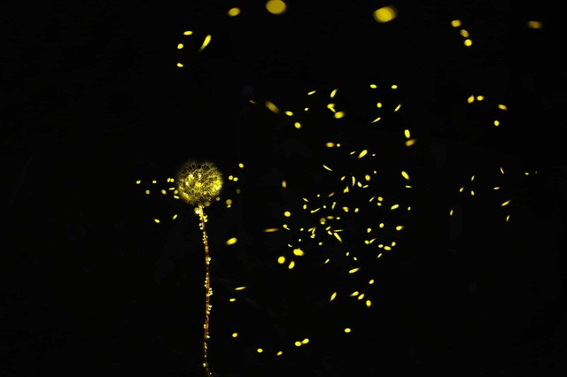 Chiêm ngưỡng cảnh quan thần tiên tạo nên từ những chú đom đóm