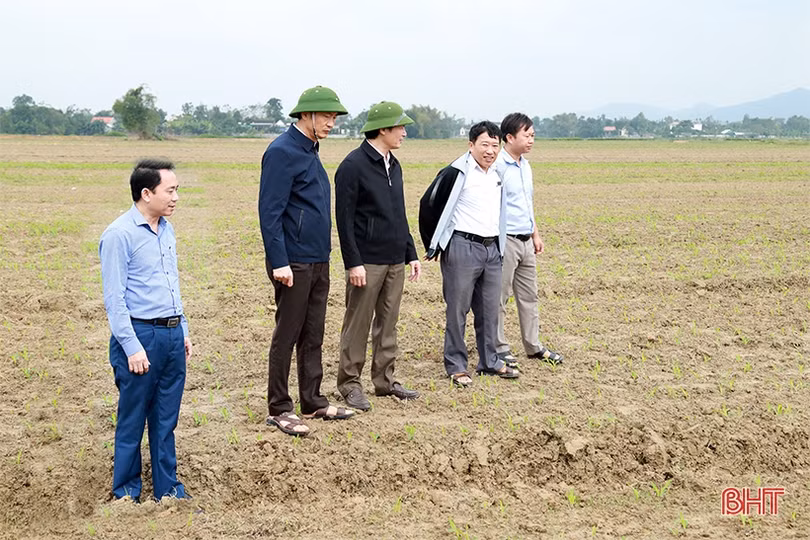 Tập trung quản lý vùng dịch, hạn chế tối đa lây lan dịch tả lợn châu Phi