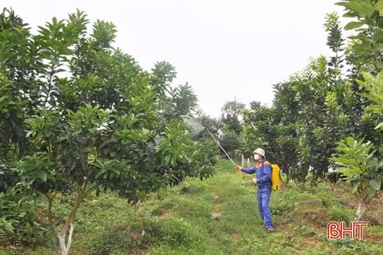 Hà Tĩnh nghiên cứu thành công chế phẩm sinh học trừ sâu hại trên cây trồng