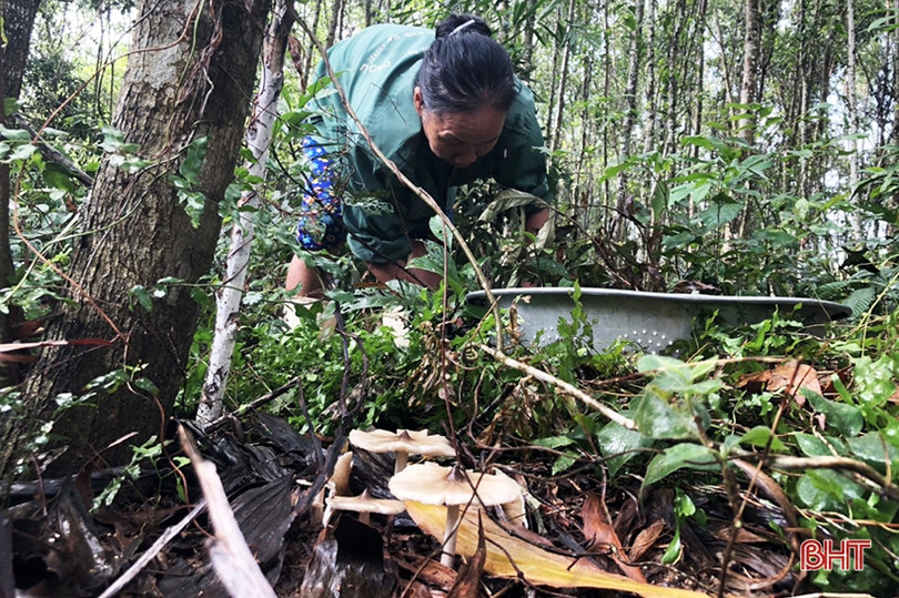 Mùa săn nấm mối ở miền núi Hà Tĩnh