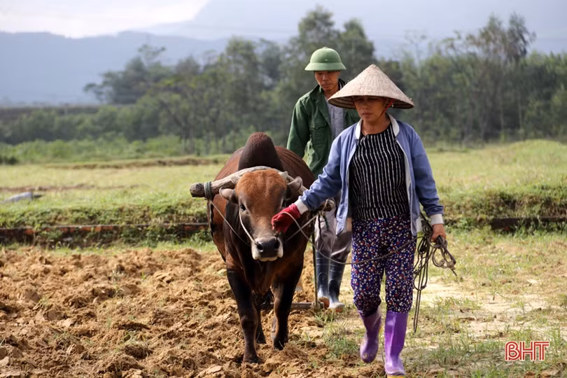 Vựa rau màu TX Kỳ Anh tất bật xuống giống vụ đông