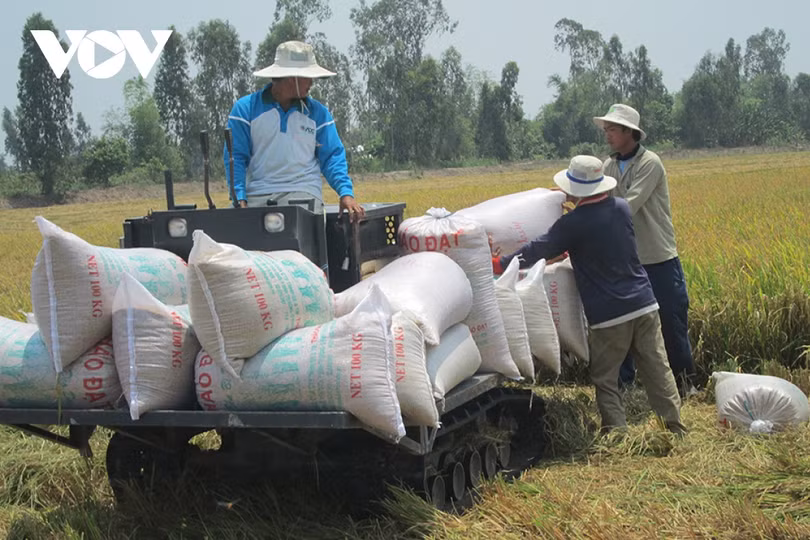 Giá gạo xuất khẩu của Việt Nam tăng cao kỷ lục