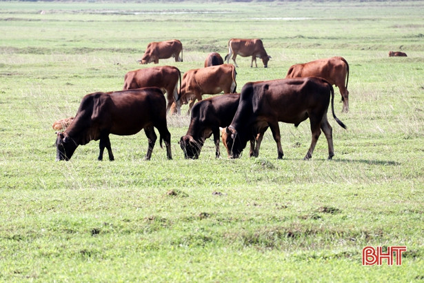 Lực lượng liên ngành ra quân tuần tra, kiểm soát nạn bẫy thú ở Kỳ Xuân