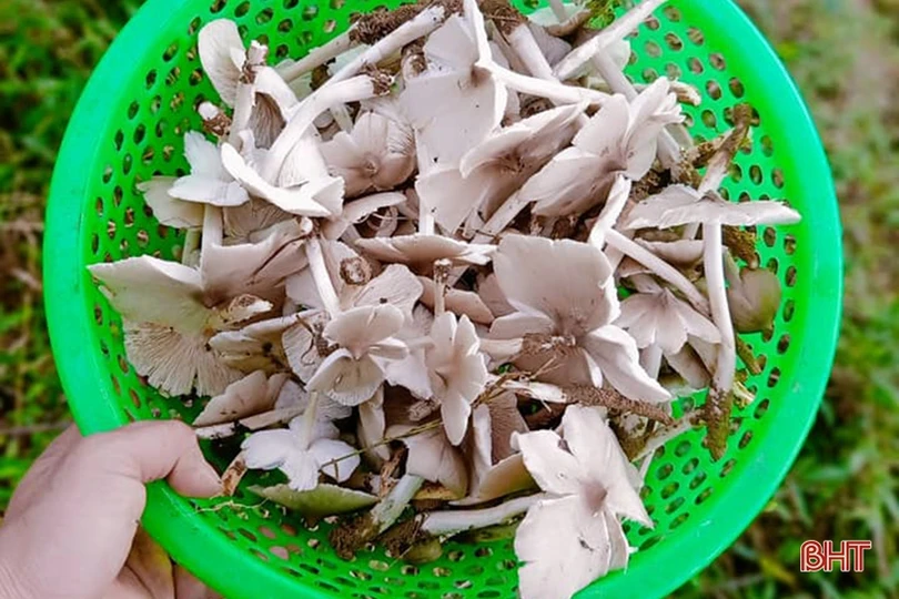 Mùa săn nấm mối ở miền núi Hà Tĩnh