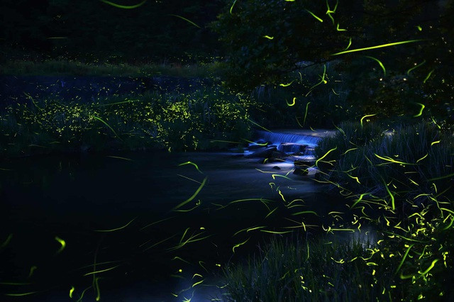 Chiêm ngưỡng cảnh quan thần tiên tạo nên từ những chú đom đóm