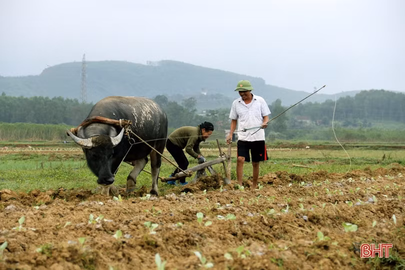 Vựa rau màu TX Kỳ Anh tất bật xuống giống vụ đông