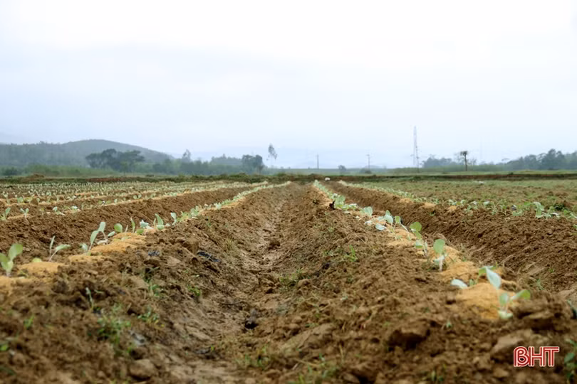 Vựa rau màu TX Kỳ Anh tất bật xuống giống vụ đông