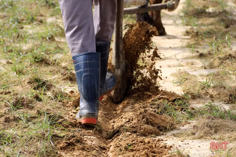Vựa rau màu TX Kỳ Anh tất bật xuống giống vụ đông