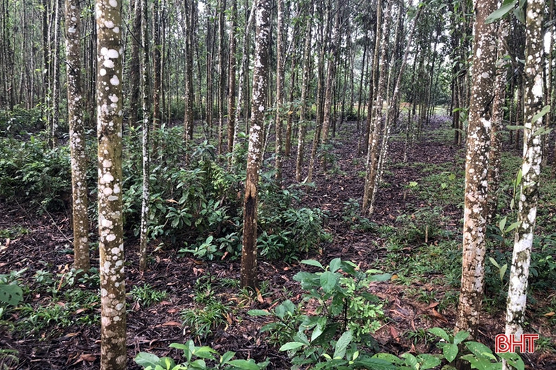 Mùa săn nấm mối ở miền núi Hà Tĩnh