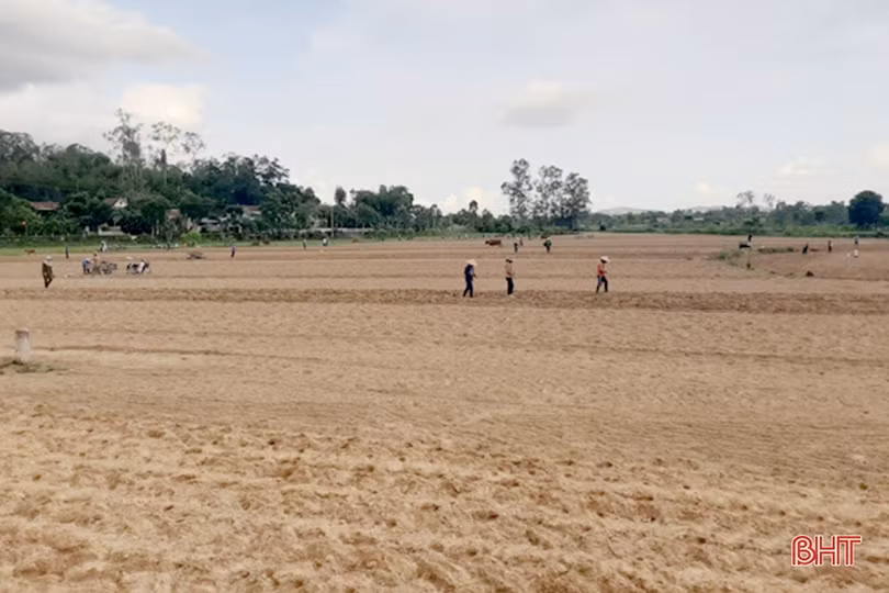 Sản xuất vụ đông ở Hà Tĩnh đạt trên 41% kế hoạch