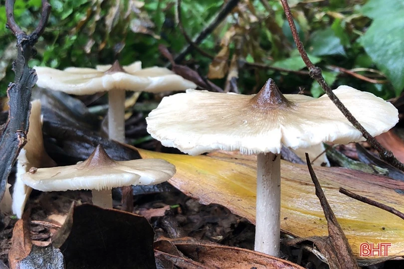 Mùa săn nấm mối ở miền núi Hà Tĩnh