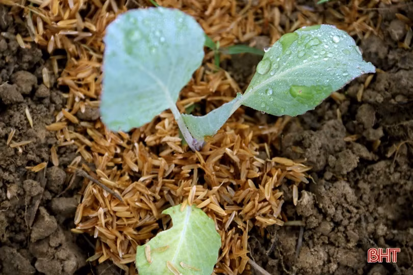 Vựa rau màu TX Kỳ Anh tất bật xuống giống vụ đông