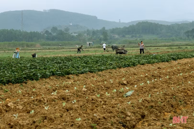 Vựa rau màu TX Kỳ Anh tất bật xuống giống vụ đông