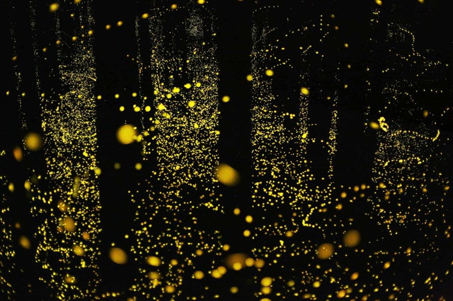 Chiêm ngưỡng cảnh quan thần tiên tạo nên từ những chú đom đóm