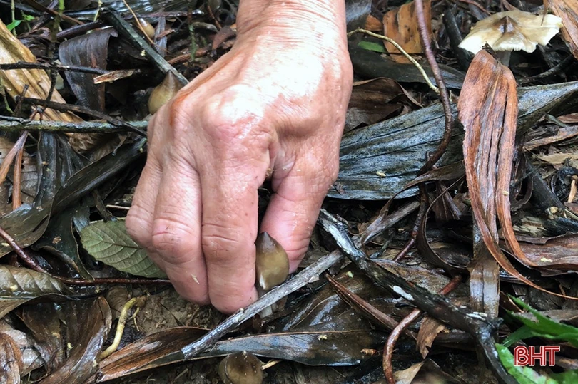 Mùa săn nấm mối ở miền núi Hà Tĩnh