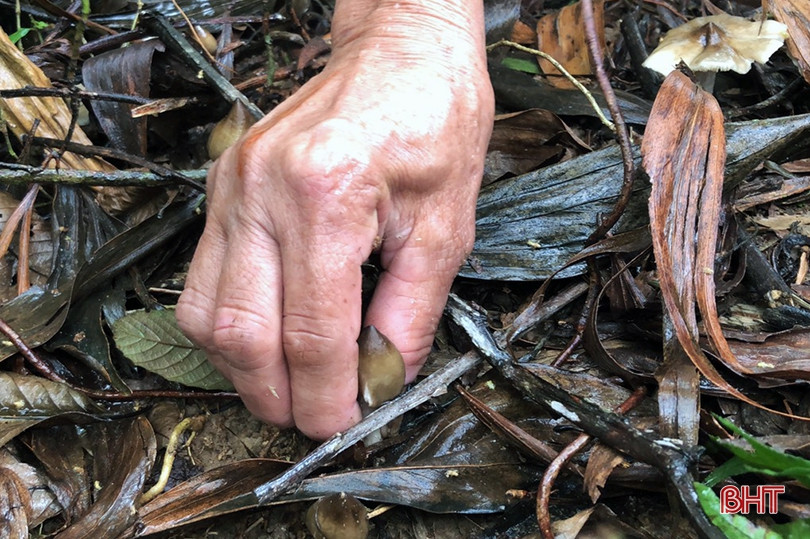 Mùa săn nấm mối ở miền núi Hà Tĩnh