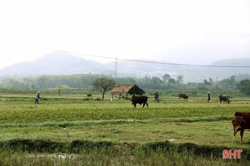Vựa rau màu TX Kỳ Anh tất bật xuống giống vụ đông