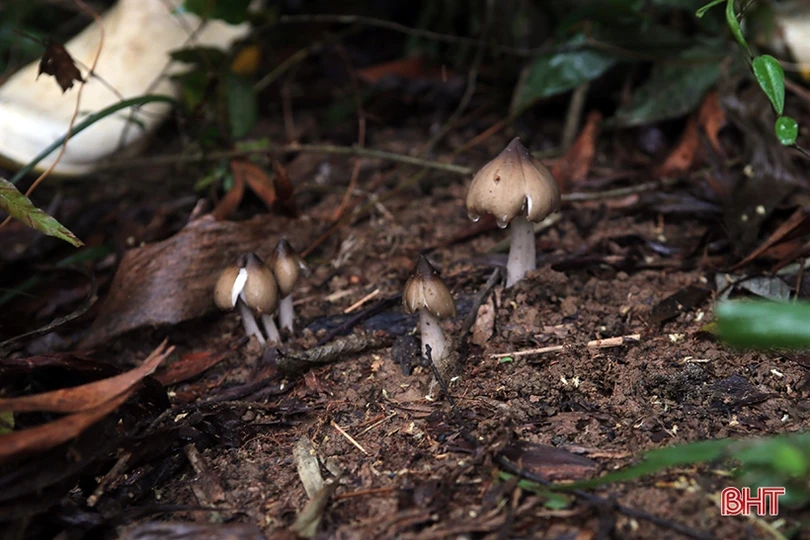 Mùa săn nấm mối ở miền núi Hà Tĩnh